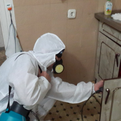 Дезинфекция от муравьев в квартире в Липицах